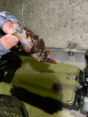 カサゴの釣果