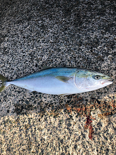 ブリの釣果