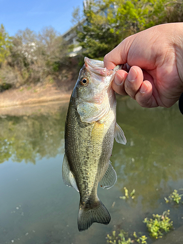 ラージマウスバスの釣果