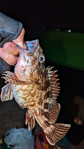 メバルの釣果