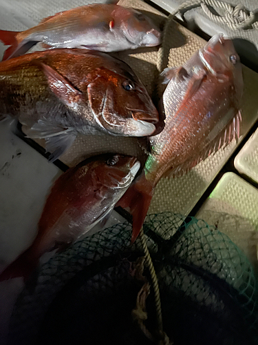 タイの釣果