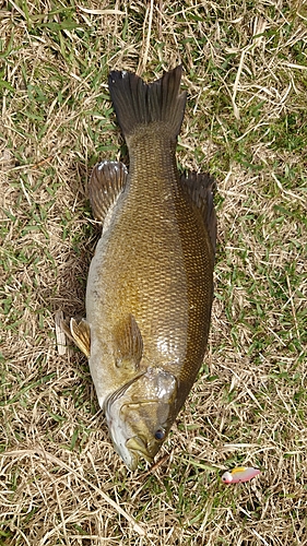 スモールマウスバスの釣果