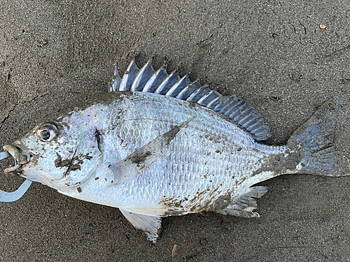 キビレの釣果