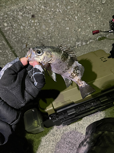 シロメバルの釣果