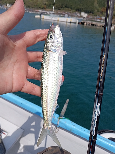 サッパの釣果