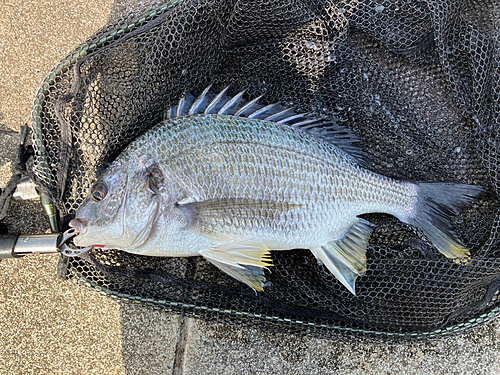 キビレの釣果