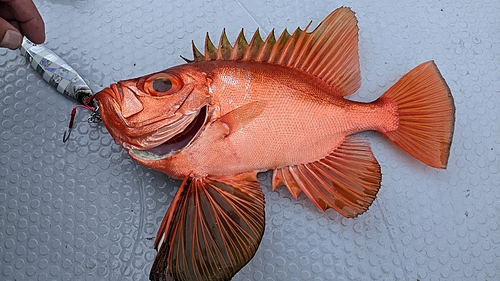 チカメキントキの釣果