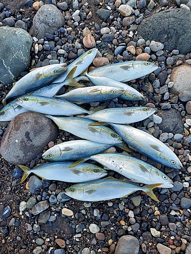 イナダの釣果