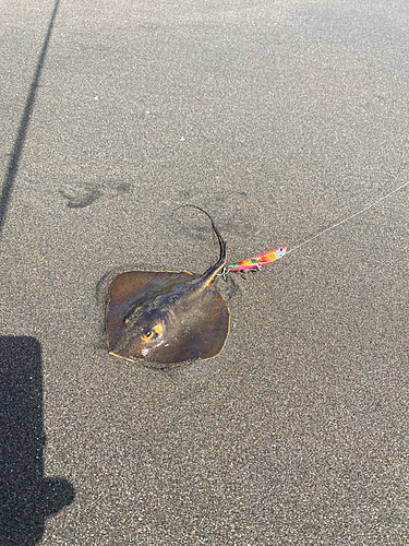 アカエイの釣果