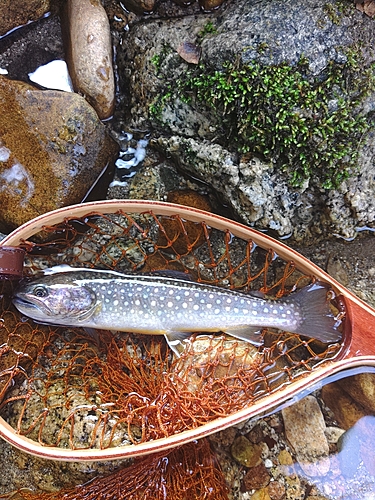 イワナの釣果