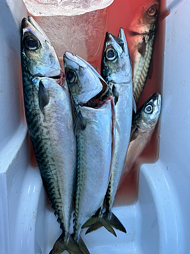 サバの釣果