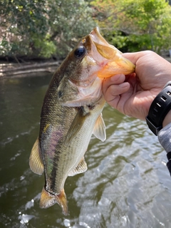 ラージマウスバスの釣果