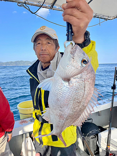 マダイの釣果