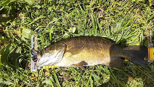 スモールマウスバスの釣果