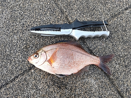 ウミタナゴの釣果