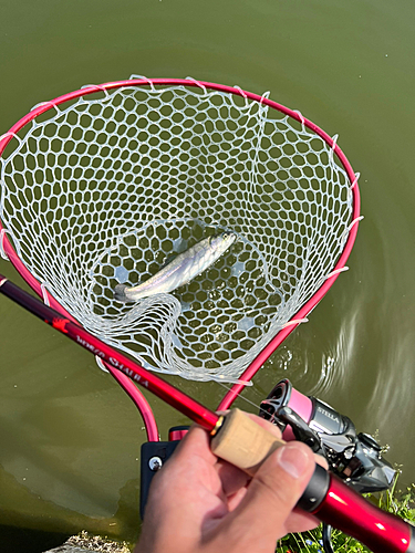 ニジマスの釣果