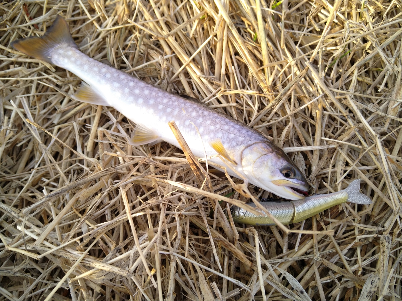 アメマス