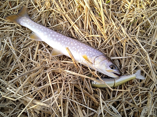 アメマスの釣果