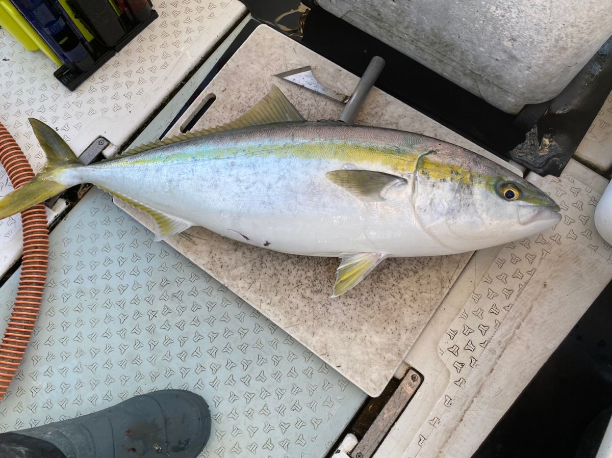 たかちゃん 釣り具屋芸人さんの釣果 3枚目の画像