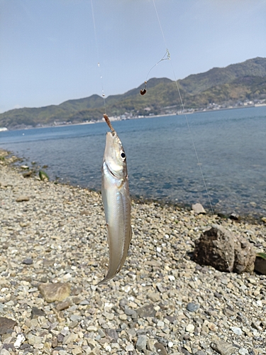 シロギスの釣果