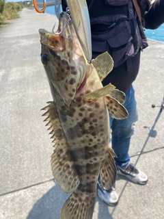 チャイロマルハタの釣果