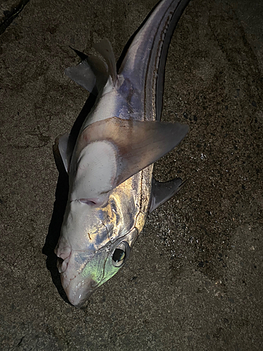 サメの釣果