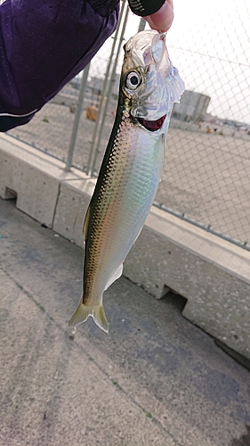 ニシンの釣果