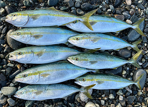 イナダの釣果