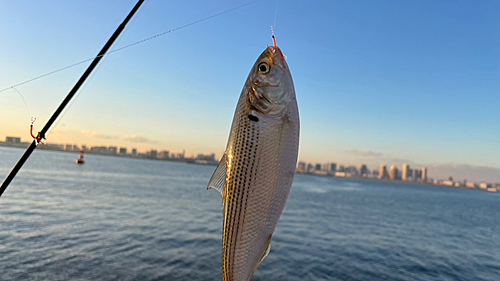 コノシロの釣果