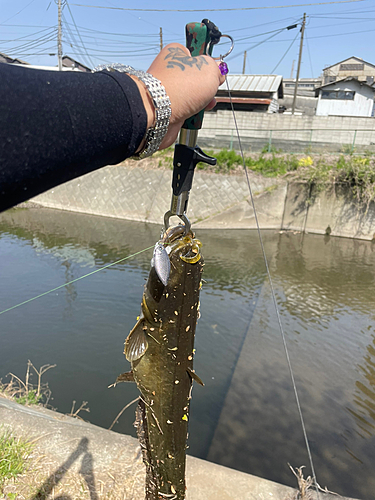 マナマズの釣果