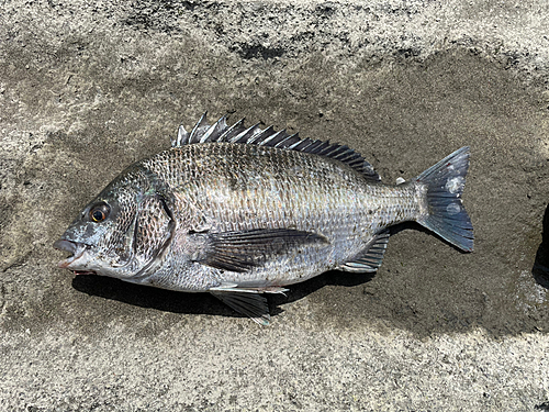 クロダイの釣果