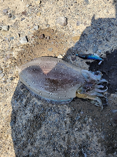 モンゴウイカの釣果