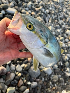 イナダの釣果