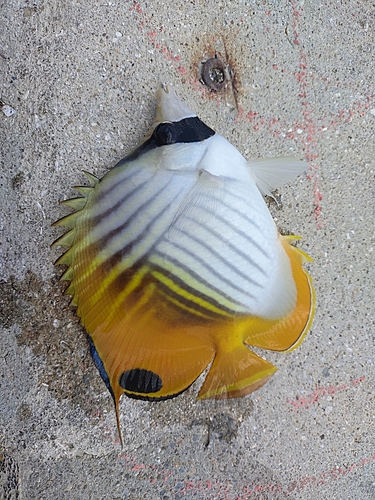 チョウチョウウオの釣果