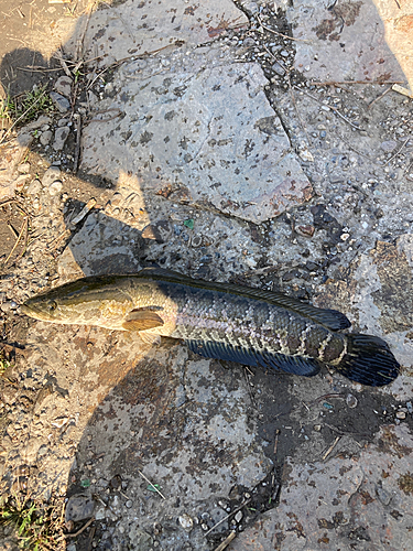 ライギョの釣果