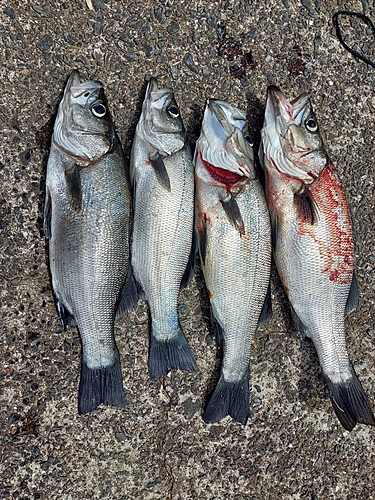 ヒラスズキの釣果