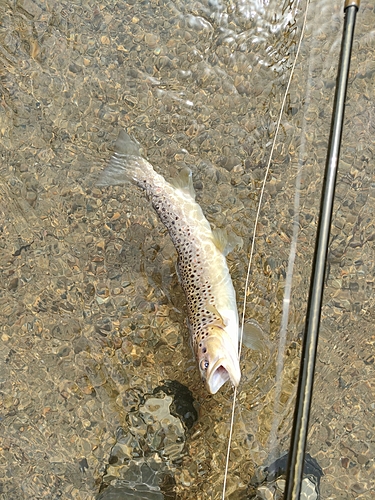 ブラウントラウトの釣果