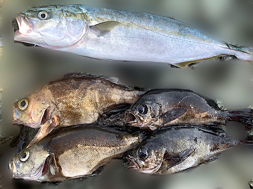 ヤズの釣果