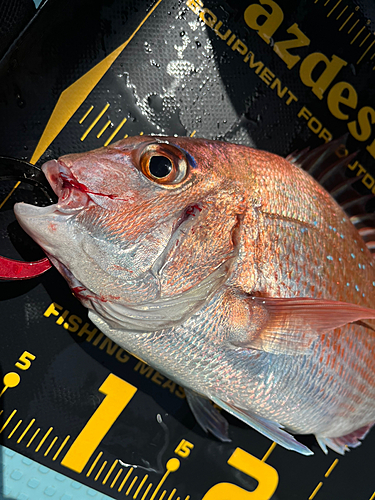 マダイの釣果