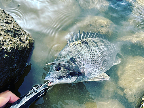 クロダイの釣果