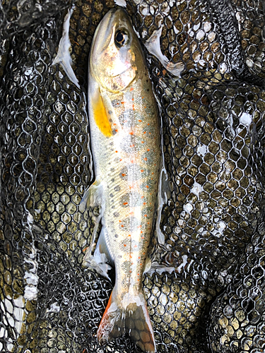 アマゴの釣果