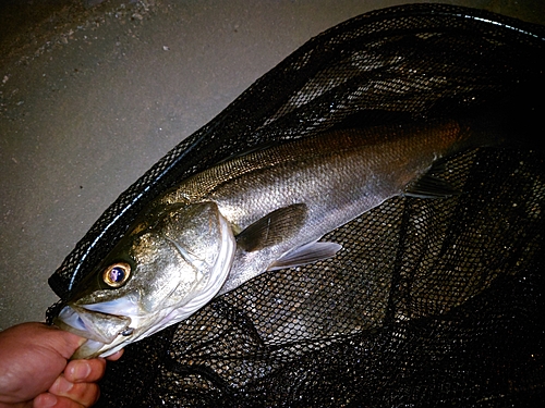 フッコ（マルスズキ）の釣果