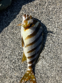 タカノハダイの釣果