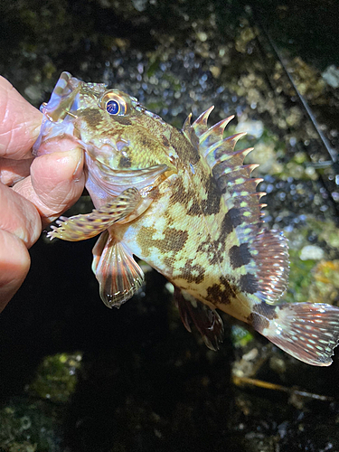 タケノコメバルの釣果