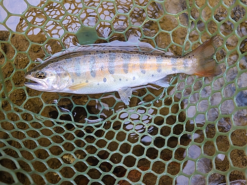 ヤマメの釣果