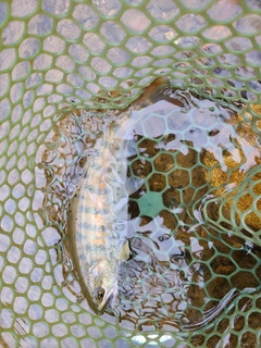 ヤマメの釣果