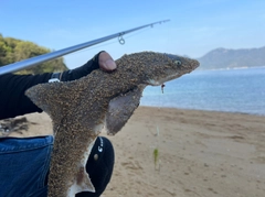 ホシザメの釣果