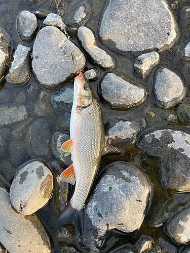 マルタウグイの釣果