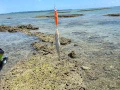 エソの釣果