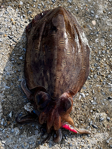 コウイカの釣果